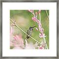 Hummingbird 7740 Framed Print