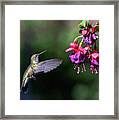 Hummingbird And Fuscia Framed Print