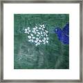 Hummingbird And The Lily Pads Framed Print