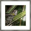 Nesting Anna's Hummingbird Framed Print