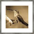 Hummingbird At Rest Framed Print