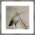Anna's Hummingbird Framed Print