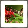 Hummingbird Delight Framed Print