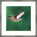 Hummingbird Flickering Its Tongue Framed Print