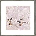 Hummingbird Flying Sequence Ii Framed Print
