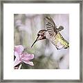 Hummingbird Garden Ii Framed Print