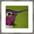 Hummingbird Head Shot With Raindrops Framed Print