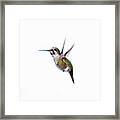 Hummingbird In Flight Framed Print