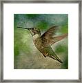 Hummingbird In Flight Ii Framed Print