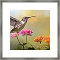 Hummingbird In The Garden Framed Print