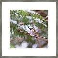 Hummingbird In Winter Framed Print