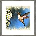 Hummingbird Blank Note Card Framed Print