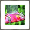 Hummingbird Lunch Time Framed Print
