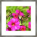 Hummingbird Moth Framed Print