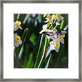 Hummingbird Moth On Daffodil Framed Print