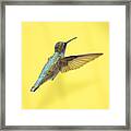 Hummingbird On Yellow 3 Framed Print