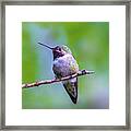 Hummingbird Portrait Framed Print