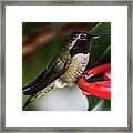 Hummingbird Framed Print