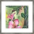 Hummingbird Framed Print