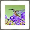 Hummingbird Visiting Violets Framed Print