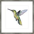 Hummingbird Watercolor Illustration Framed Print