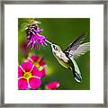 Hummingbird With Flower Framed Print
