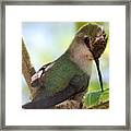 Hummingbird With Small Nest Framed Print