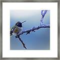 Hummingbird11 Framed Print