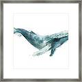 Humpback Whale From Whales Chart Framed Print