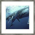 Humpback Whale And Calf Framed Print