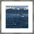 Humpback Whale Breach 3.1. Mp Framed Print
