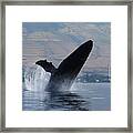 Humpback Whale Breach Framed Print