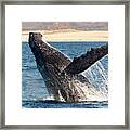 Humpback Whale Breaching Framed Print