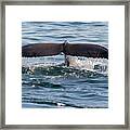 Humpback Whale Flukes Framed Print