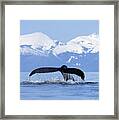 Humpback Whale Megaptera Novaeangliae Framed Print