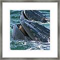 Humpback Whale Mouth Framed Print