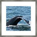 Humpback Whale Of A Tail Framed Print