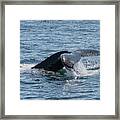 Humpback Whale Tail 6 Framed Print