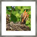 Hungry Baby Robins Framed Print