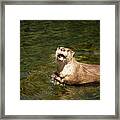 Hungry Otter Framed Print