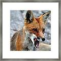 Hungry Red Fox Portrait Framed Print