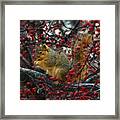 Hungry Squirrel - Squirrel Dining On  Brilliant Red Crabapples In Late Autumn Framed Print