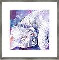 Hushabye Kitten Framed Print