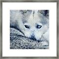 Husky Curled Up Framed Print