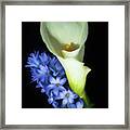 Hyacinth And Calla Lily Framed Print