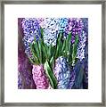 Hyacinth In Hyacinth Vase 1 Framed Print