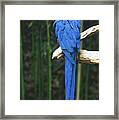 Hyacinth Macaw Framed Print