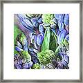 Hyacinth Moods 2 Framed Print