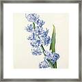 Hyacinth Framed Print