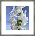 Hyacinth. Framed Print